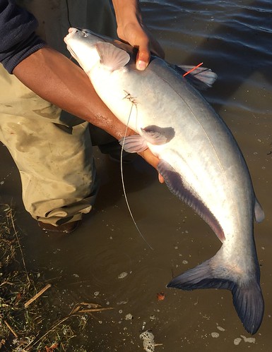 Blue Catfish