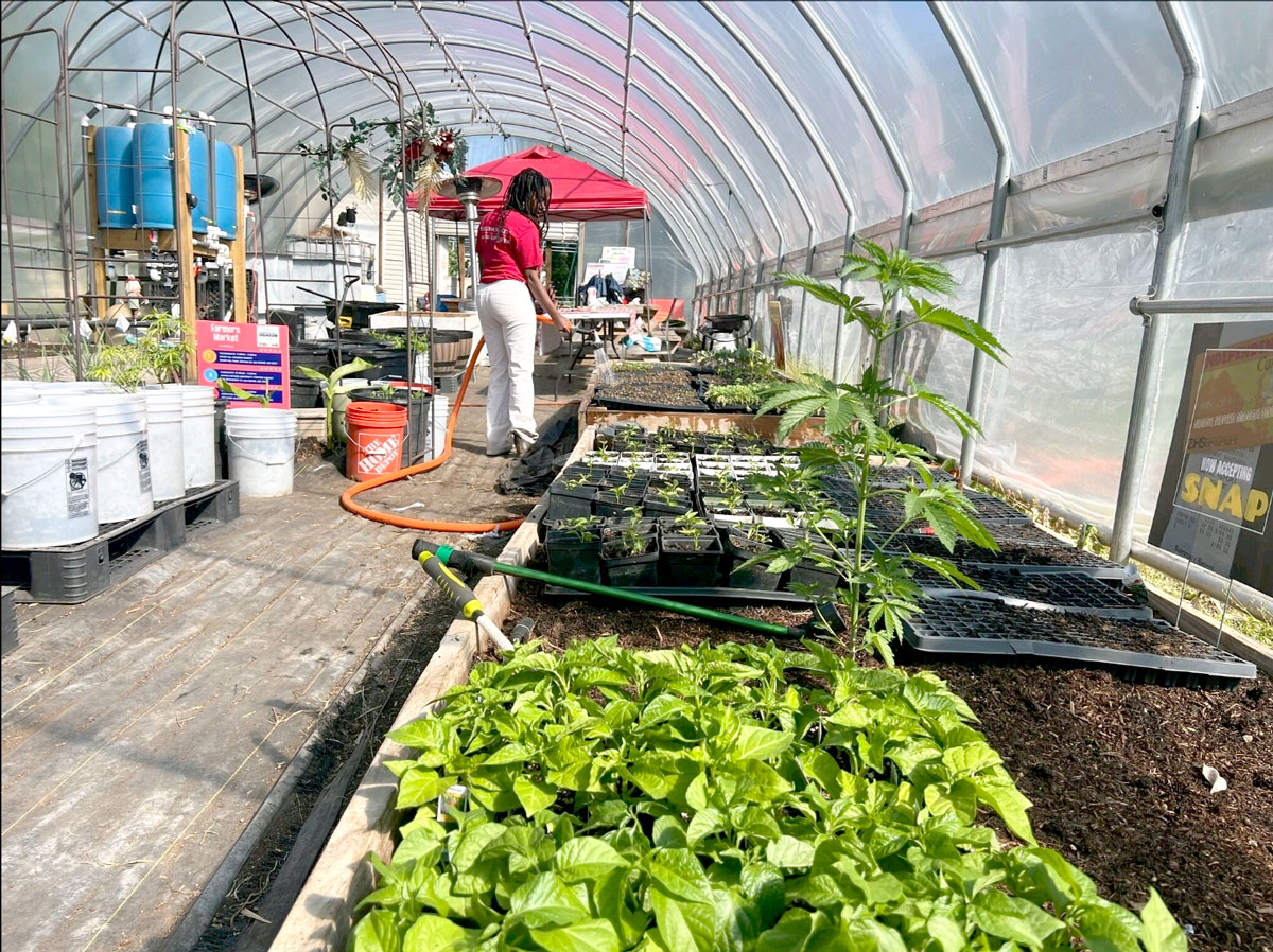 A Morgan student is shown in the greenhouse at Plantation Park Heights Urban Gardens, a collaborative community-based cooperative in which Morgan's School of Architecture is actively involved.