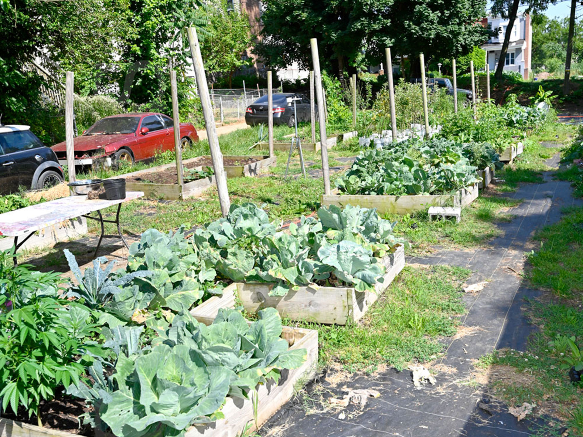 Sustainable gardens at Plantation Park Heights Urban Gardens, a collaborative community-based cooperative in which Morgan's School of Architecture students and faculty are actively involved.